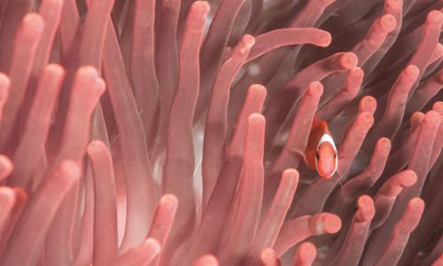 clown fish in pink